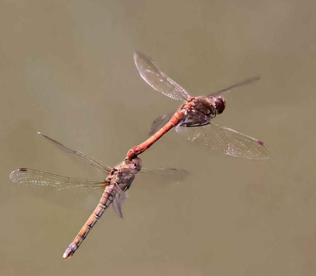 Common Darter Dragonflies mating